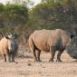 Mom+Calf Rhino