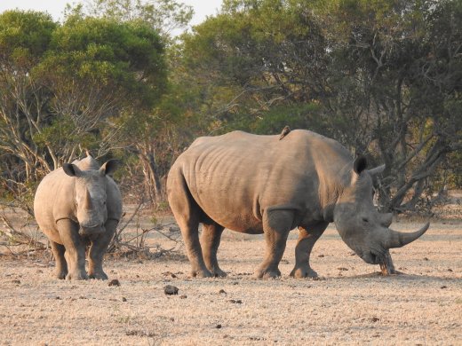 Mom+Calf Rhino