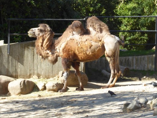 Bactrian or Asian Camel