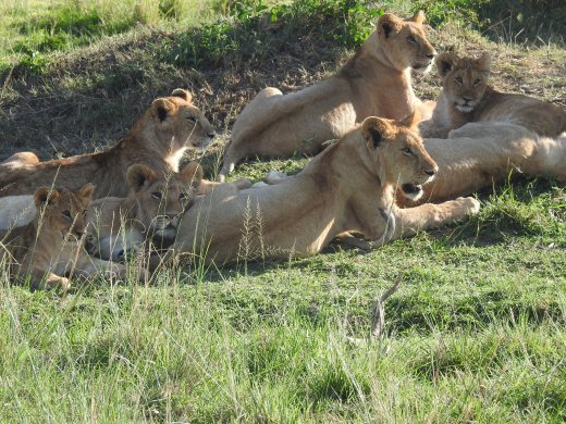 Group of 11 Juvenile Lions