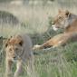 11 Juvenile Lions joined by 2 female Lions