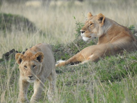 11 Juvenile Lions joined by 2 female Lions