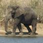 Elephants at Verweerdam