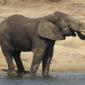 Elephants at Verweerdam