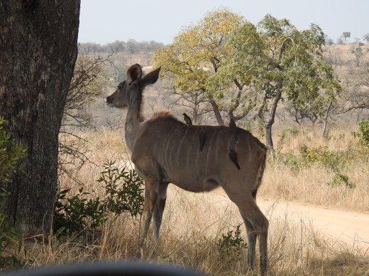  Kudu & Red-billed Oxpeckers
