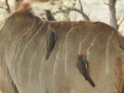 Kudu & Red-billed Oxpeckers