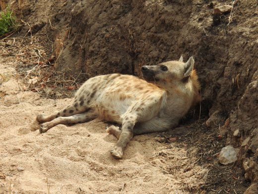 Hyena in Ditch