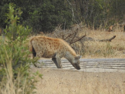 Hyena, Female