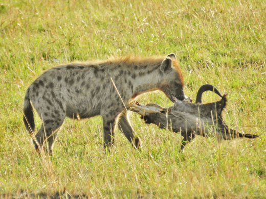 Hyena & Wildebeest Skull