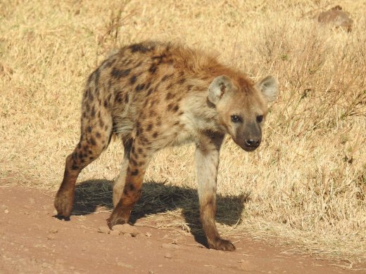 Hyena on the Road