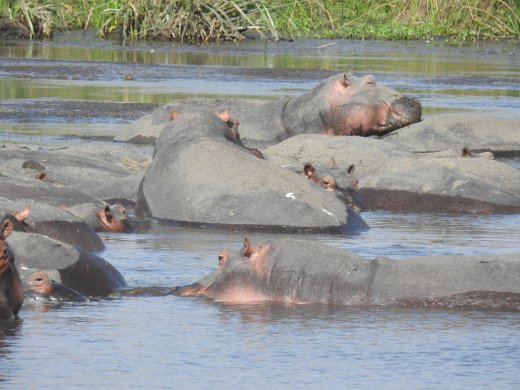 Hippo Party