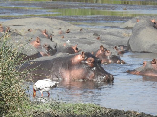 Hippo Party