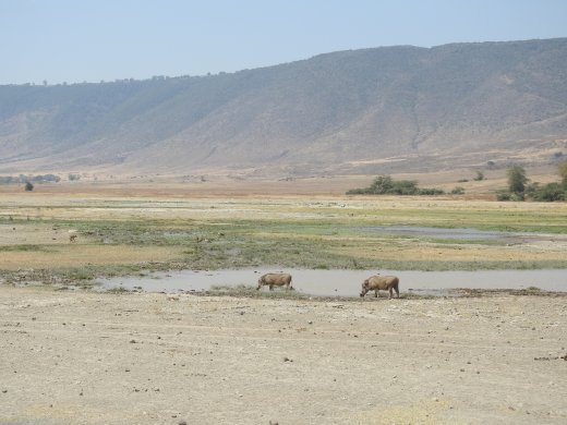 Warthogs & The Forest Area