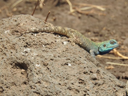 Male Agama Lizard