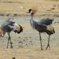 Gray Crowned Cranes