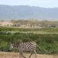 Zebra with Forest & Crater Rim