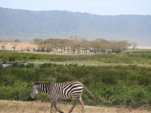Zebra with Forest & Crater Rim