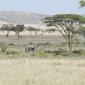 Southern Serengeti