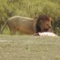Lion Brothers with Buffalo Kill