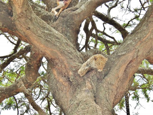 Leopard in Tree with Kill