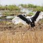  Saddle-billed Stork