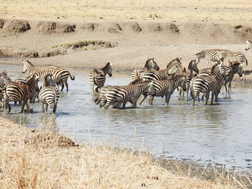 Zebra at River
