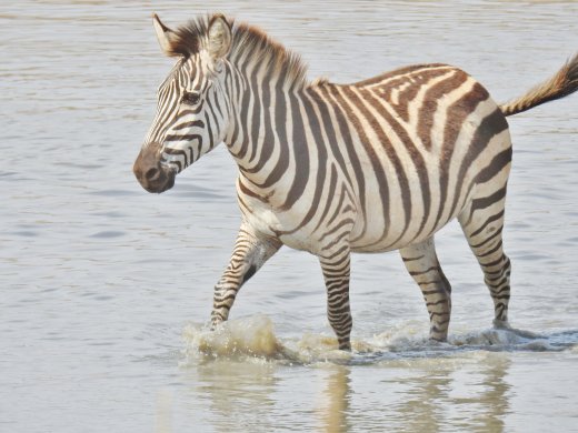Zebra at River