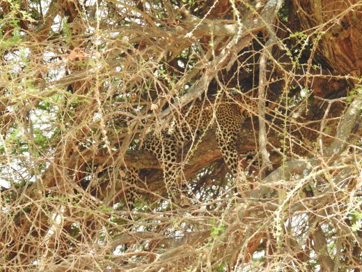 Leopard Hidden in Tree