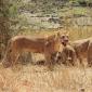 Female Lions with Wildebeest Kill
