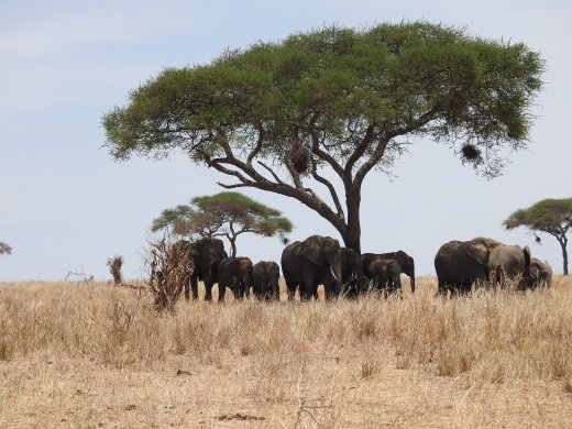 Elephants under Tree