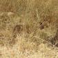 Hidden Lioness with Cub