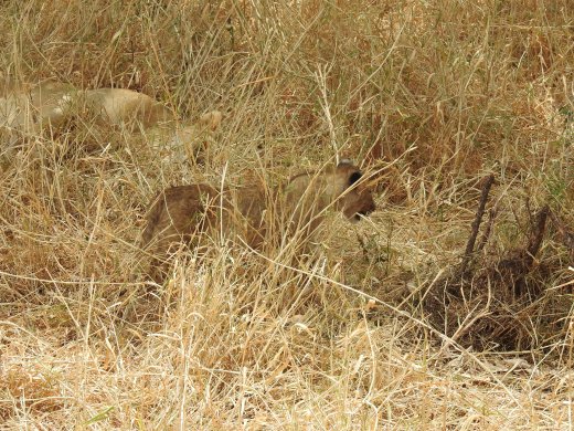 Hidden Lioness with Cub