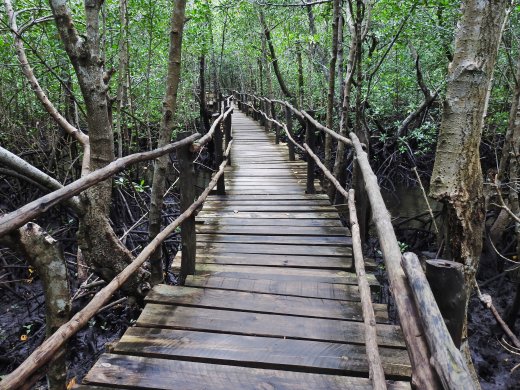 Mangrove Boardwalk