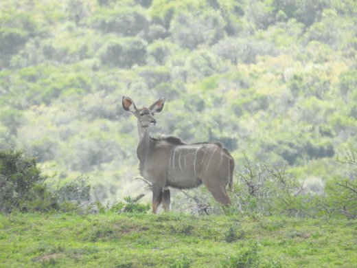 Kudu, Female