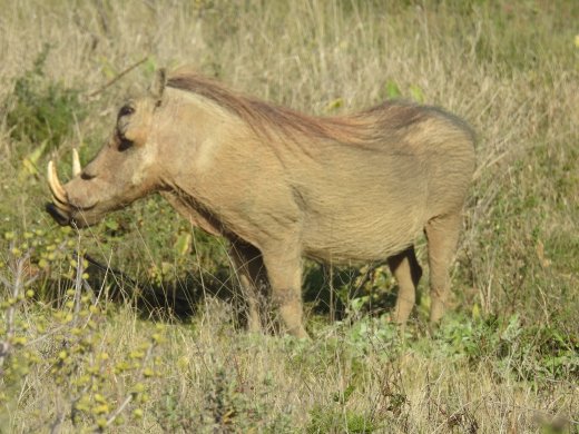 Warthog by Abode