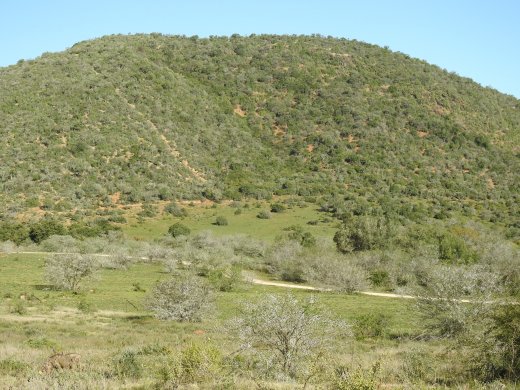 View from Nyathi Camp