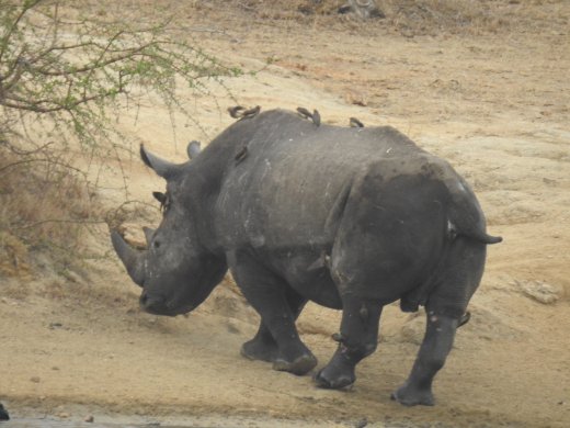 09.23.Male Rhino