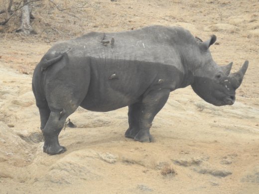 09.23.Male Rhino