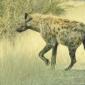 09.28.Spotted Hyena