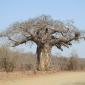 09.24.Van Wielligh's Baobab