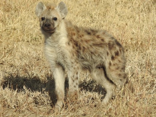 Curious Hyena Cub