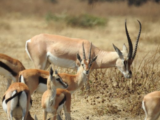 Mixed Group of Gazelle