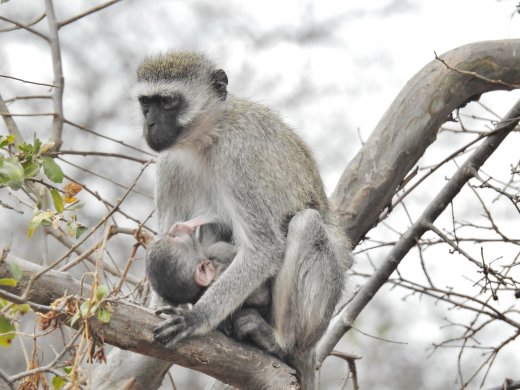 Vervet Monkey with Baby