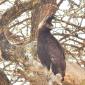 Long-crested Eagle