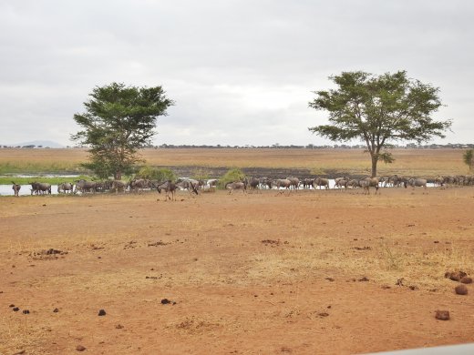 Mixed Herd of Zebra & Wildebeest