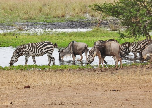 Mixed Herd of Zebra & Wildebeest