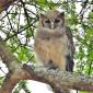 Eagle Owl, World's Largest Owl