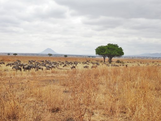 Wildebeest Herd 
