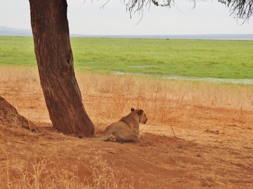 Lone Female Lion