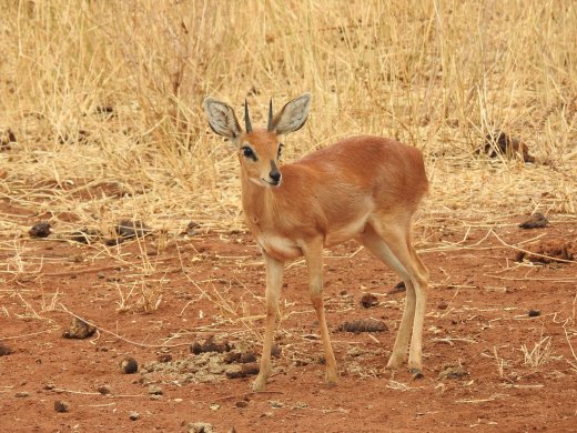 Steenbok, Male